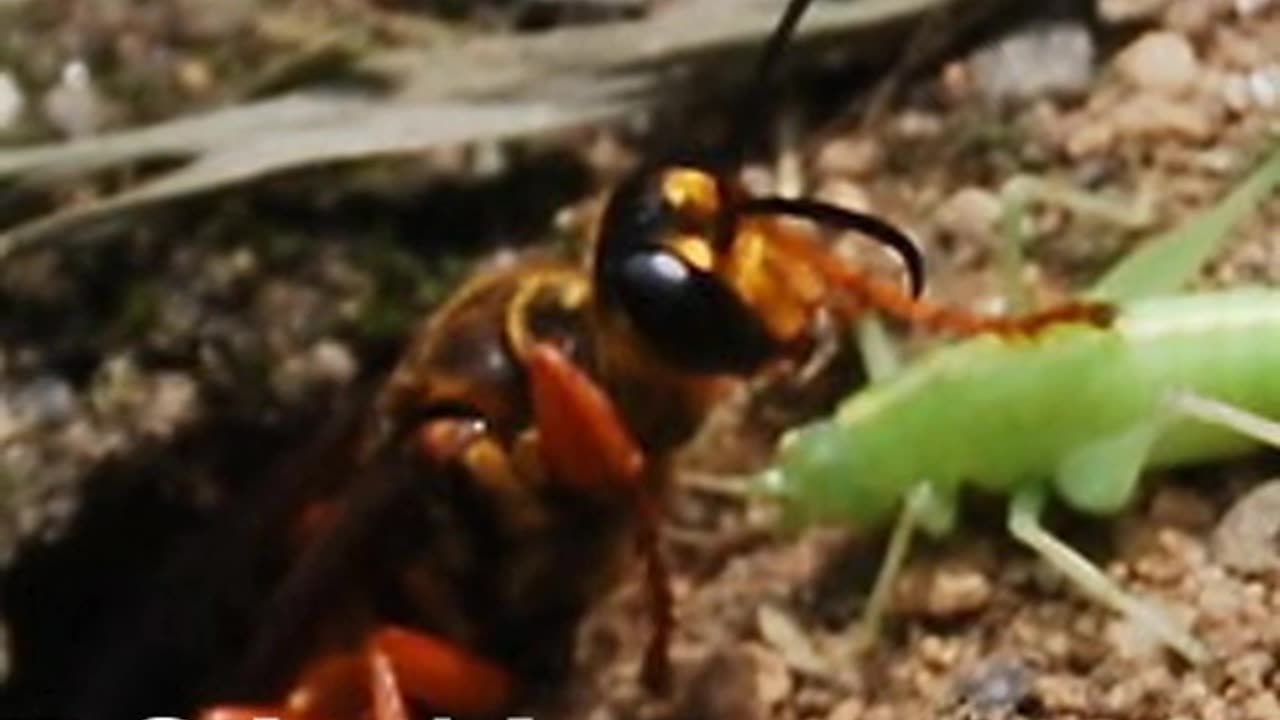 There's a Word for that - Sphexish