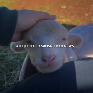 Rejected Lamb