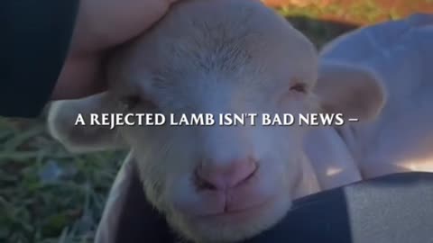 Rejected Lamb