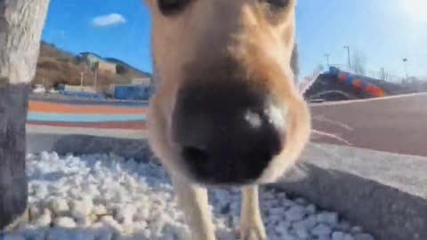 When dogs learn to take selfies...