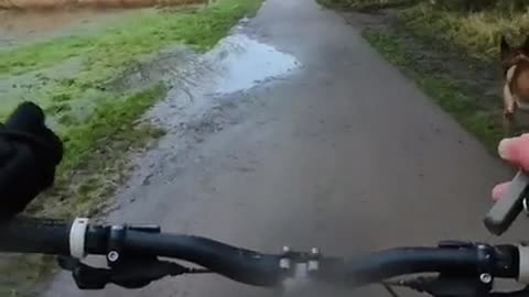 My Dog Got Trapped Under a Bridge in an Air Pocket