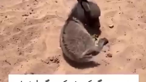 animals