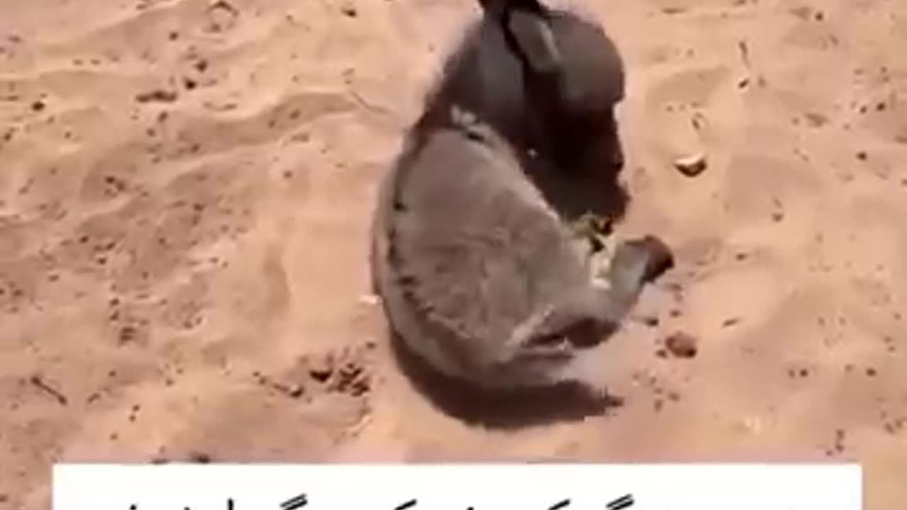 animals