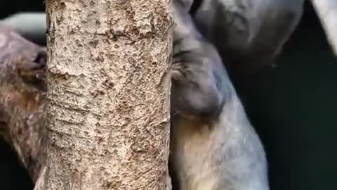 🦊 Mind Blown! Meet The Fierce Top Predator In Madagascar | FeedMyCuriosity