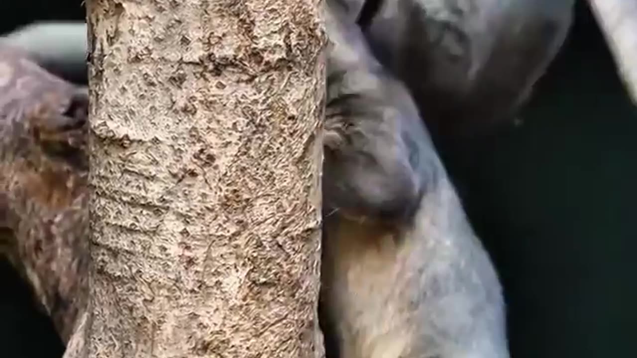 🦊 Mind Blown! Meet The Fierce Top Predator In Madagascar | FeedMyCuriosity