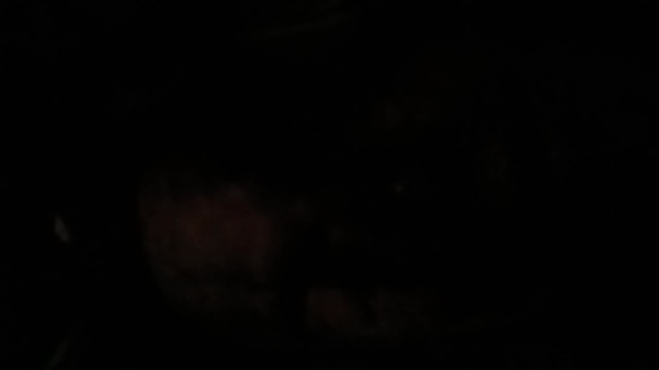 Z19