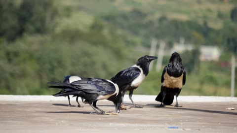 PIED CROW