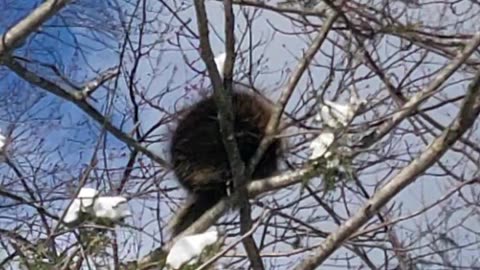 Porcupine In A Tree