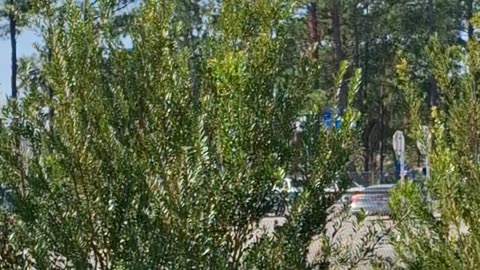 Radiated Water Supply and Nanoparticle Skies