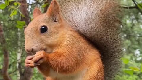 Playful Squirrel: Cute Moments in Nature part 6