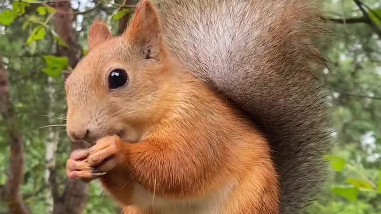 Playful Squirrel: Cute Moments in Nature part 6