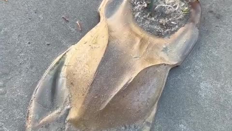 🤯✨ Discover the Rare Mermaid's Purse Found on the Beach! | FeedMyCuriosity