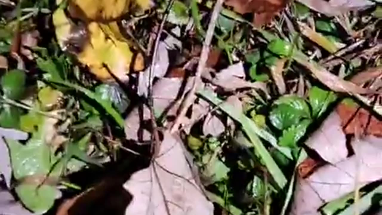 Catch #180 Jeff 62 of Cedar Hill, Tennessee having conversations with 14yo decoy