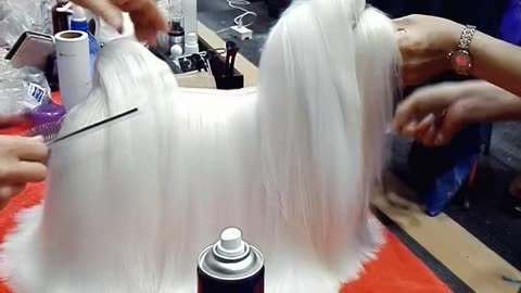 BEAUTIFUL DOG 🐕🐕 GROOMING