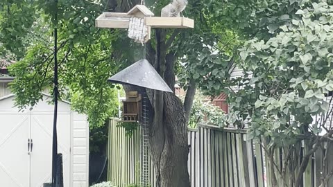 Squirt Is the Only Squirrel Who Can Still Get Into the Bird Feeders