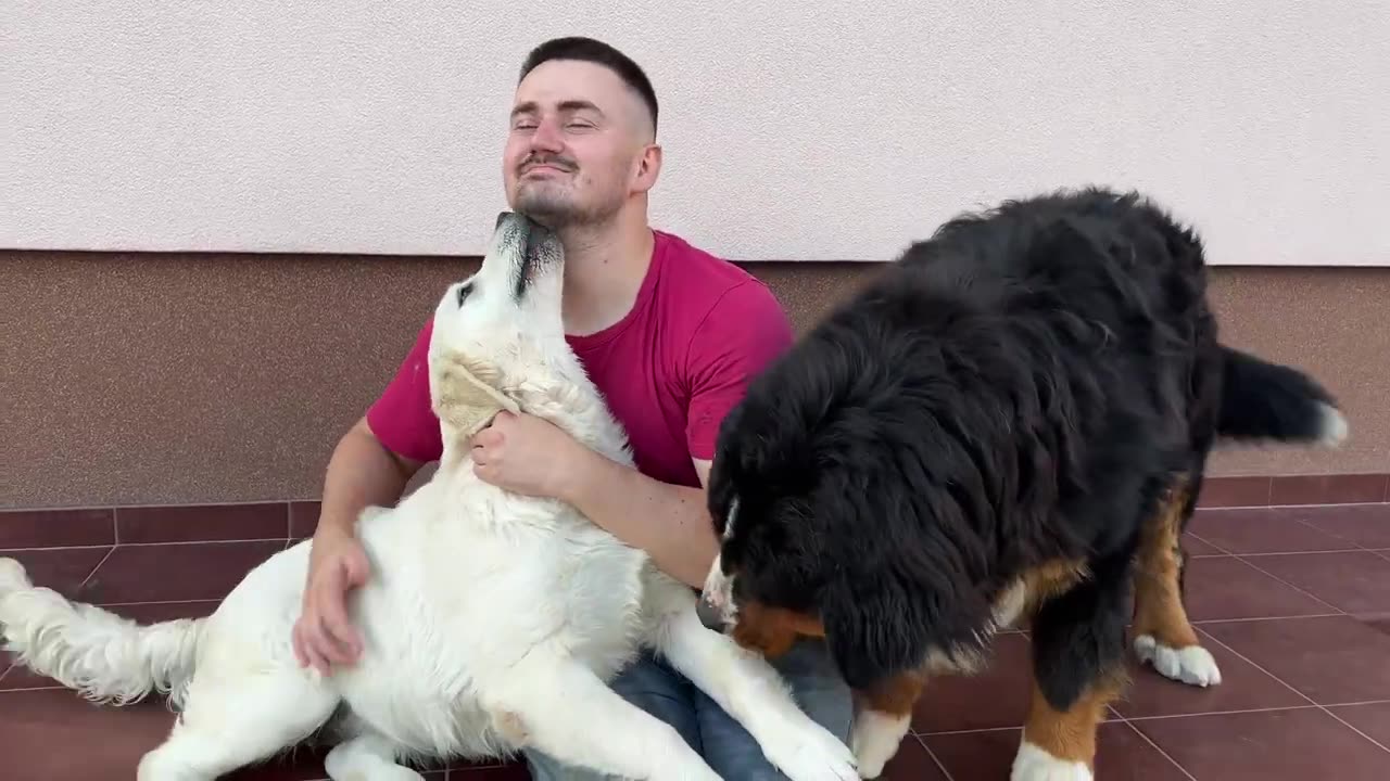 Bernese Mountain Dog is Jealous of Me for a Golden Retriever Puppy