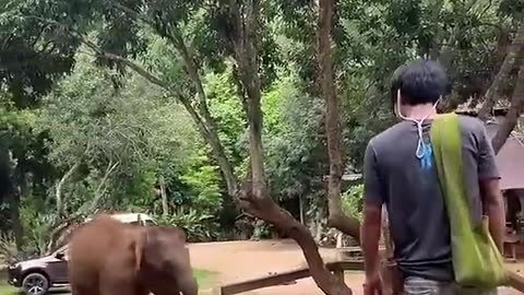 Funny cute elephants