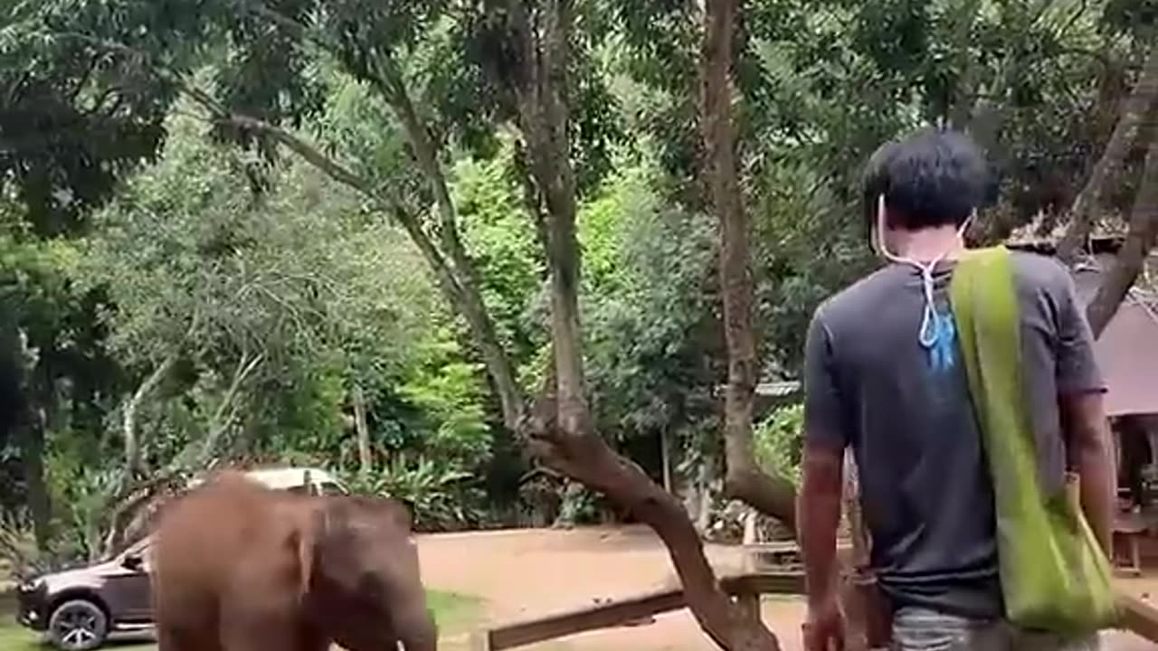 Funny cute elephants