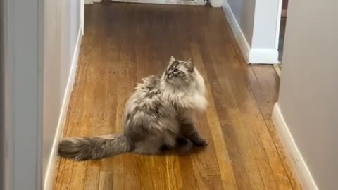 Ragdoll Cat Literally Bounces Off The Wall