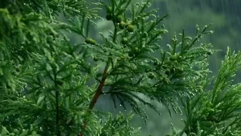 "❤️☔️ Nature's Love – 15 Seconds of Rain 🌿"