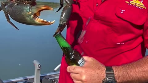 Crab Opens a Bottle of Beer