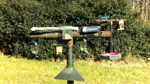 Bird Feeder in Western Maryland USA