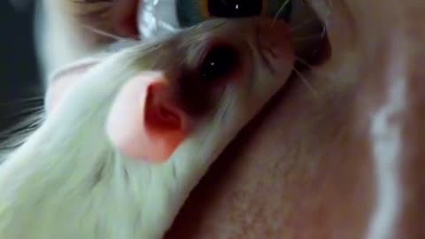 A Rat Enter in Cute Girl Eyes #danger #funny