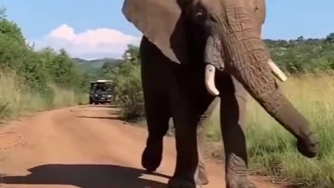 Happy Strut