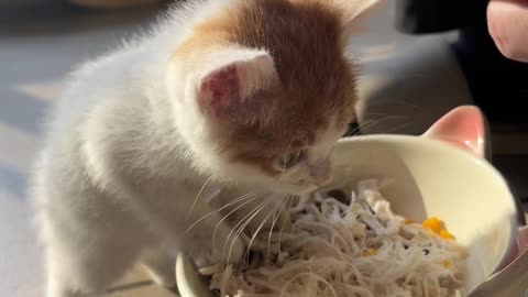 The Greedy Kitten