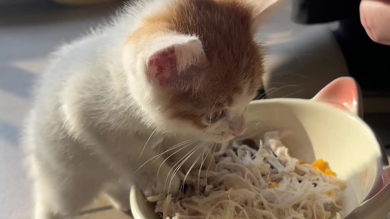 The Greedy Kitten
