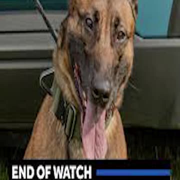 State Trooper K9 Preacher: Maine State Police