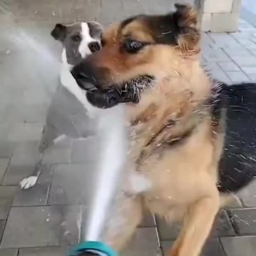 Cute Dogs Playing with Hose -Funny Dog Videos