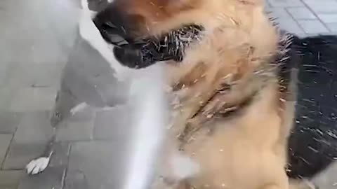 Cute Dogs Playing with Hose -Funny Dog Videos