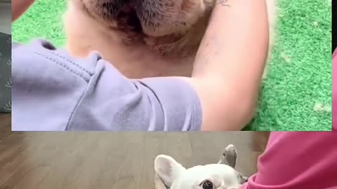 The end 🤣. Fat or feathers or fur_ Ôi cái kết, mỡ hay lông_ #bull #bulldog #viralvideo #shorts