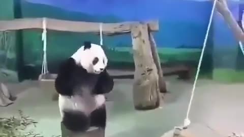 Panda Jump!!! 🐼😭