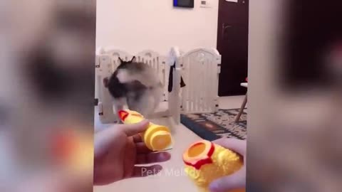 Hilarious animals will make you laugh to tear 😂