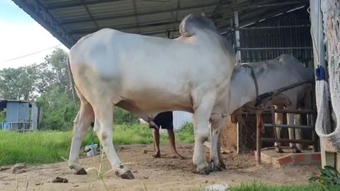 White Big Bull