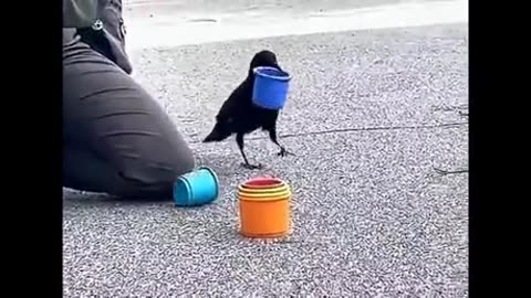 #random #awesome #wholesome #animals #aww The Crow - So Smart