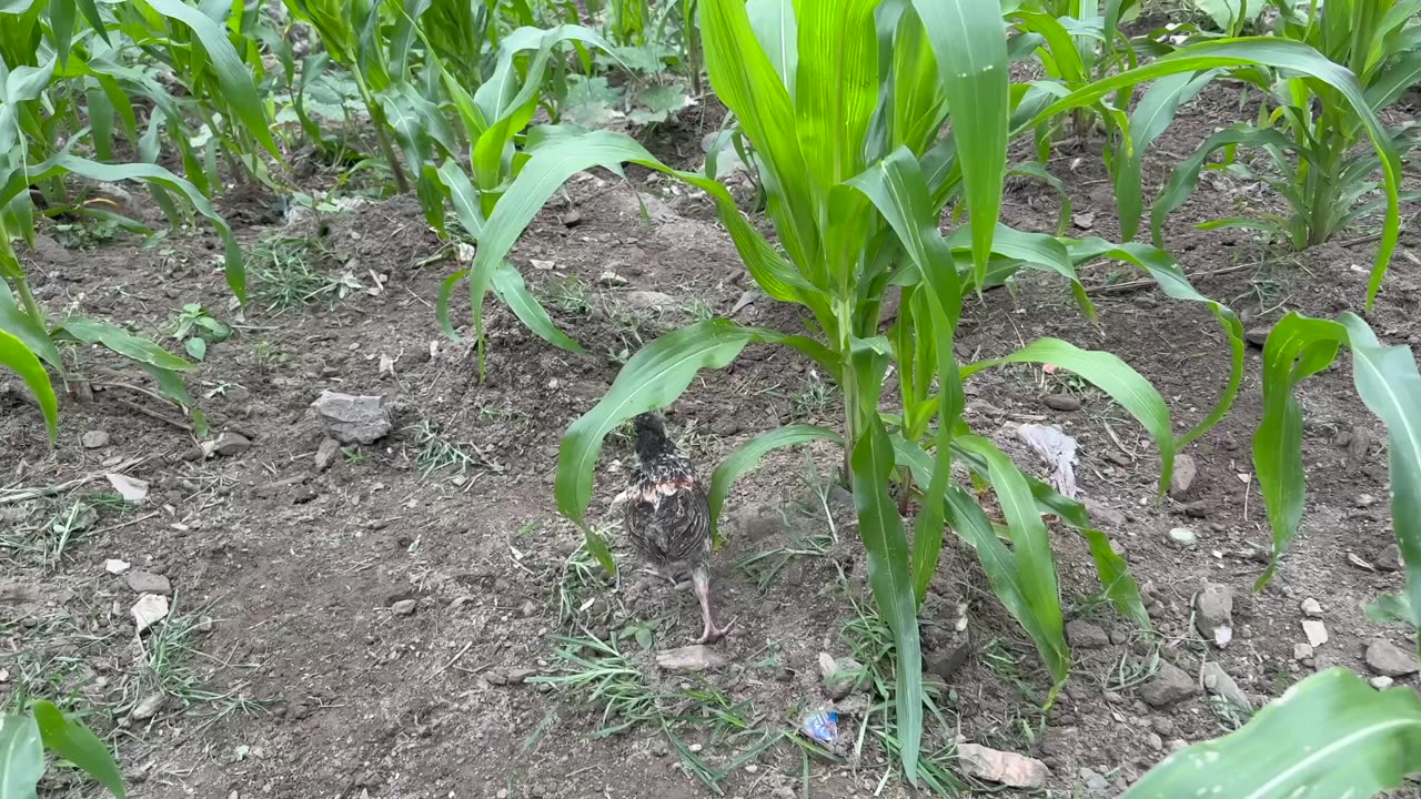 Swimming in a waterfall on the Ha Giang Loop in Vietnam (part 1)
