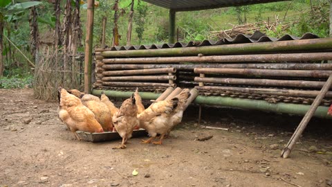 chicken