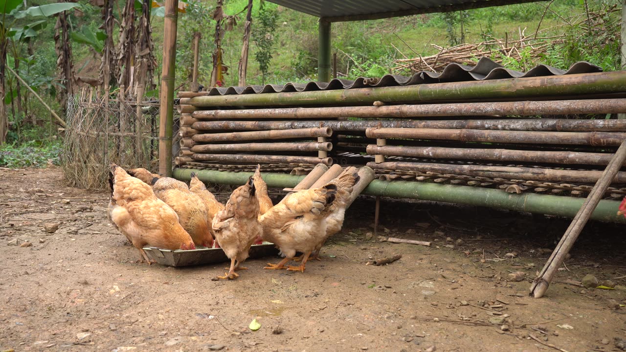 chicken