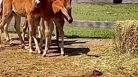 Mother Horse Defends Her Young By Kicking Weasel Into Air