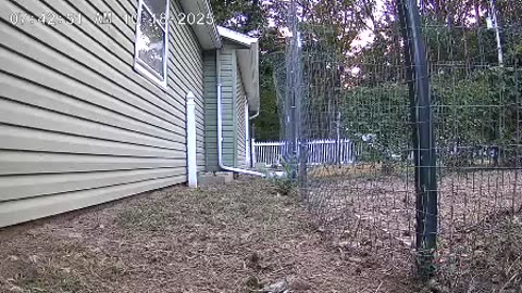 They Came, They Cracked Corn, They Left!