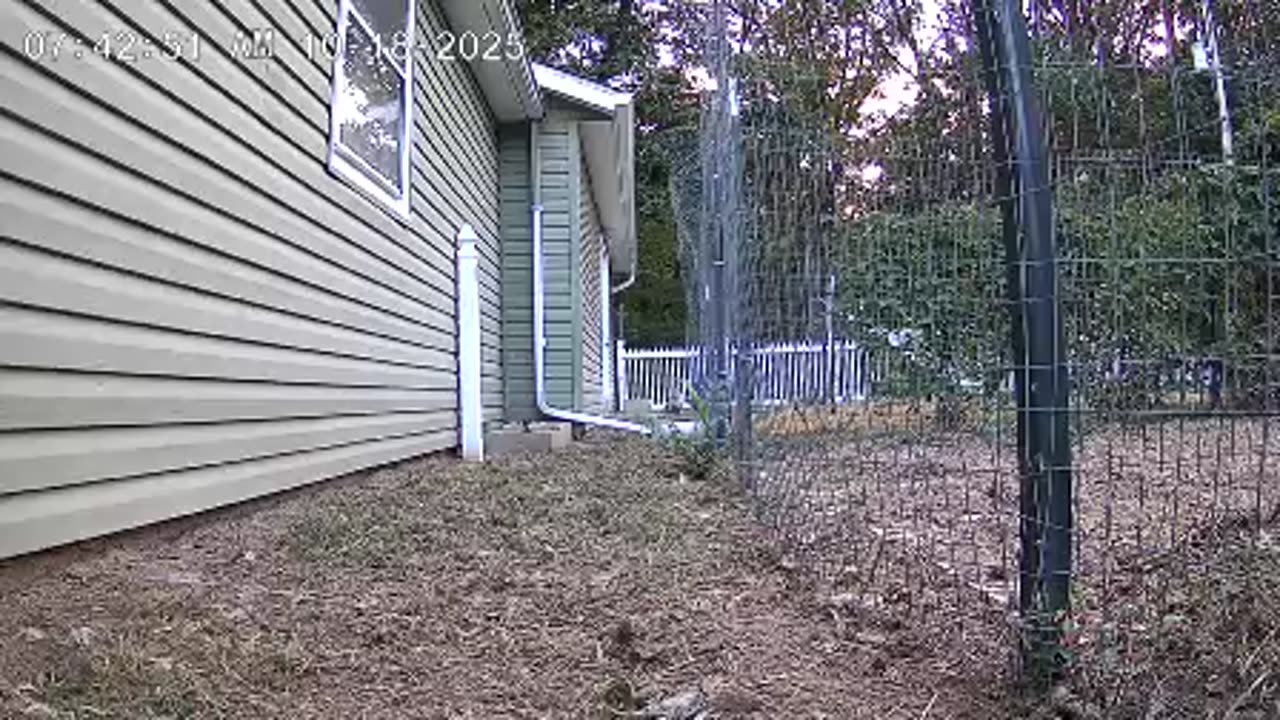 They Came, They Cracked Corn, They Left!