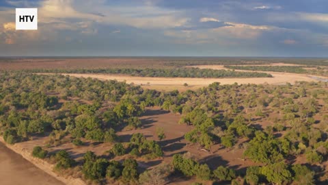 Cheetah & African Wildlife #5 - Amazing Big Cats and Safari Life