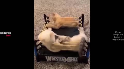 Funny animal video