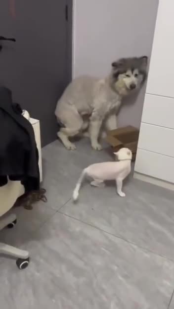 Cats and dogs battles throughout the ages