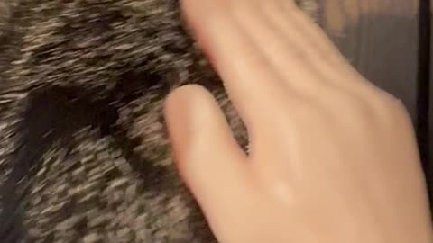 Wednesday Whiskers with SPH featuring Princess Hazel. #catsofinstagram #funny #cats