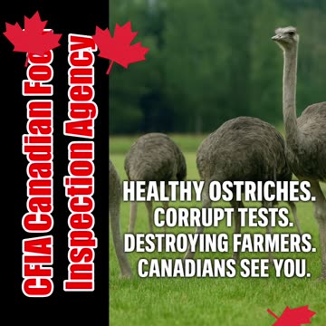 🦤 Save The Ostriches 🌎 The world is watching.