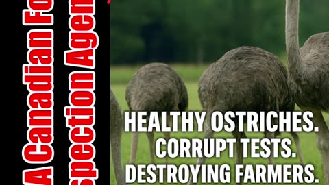 🦤 Save The Ostriches 🌎 The world is watching.
